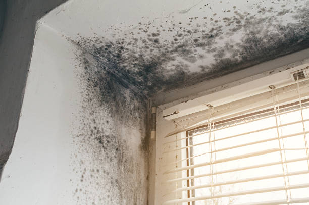 Mold Removal service in Friendship